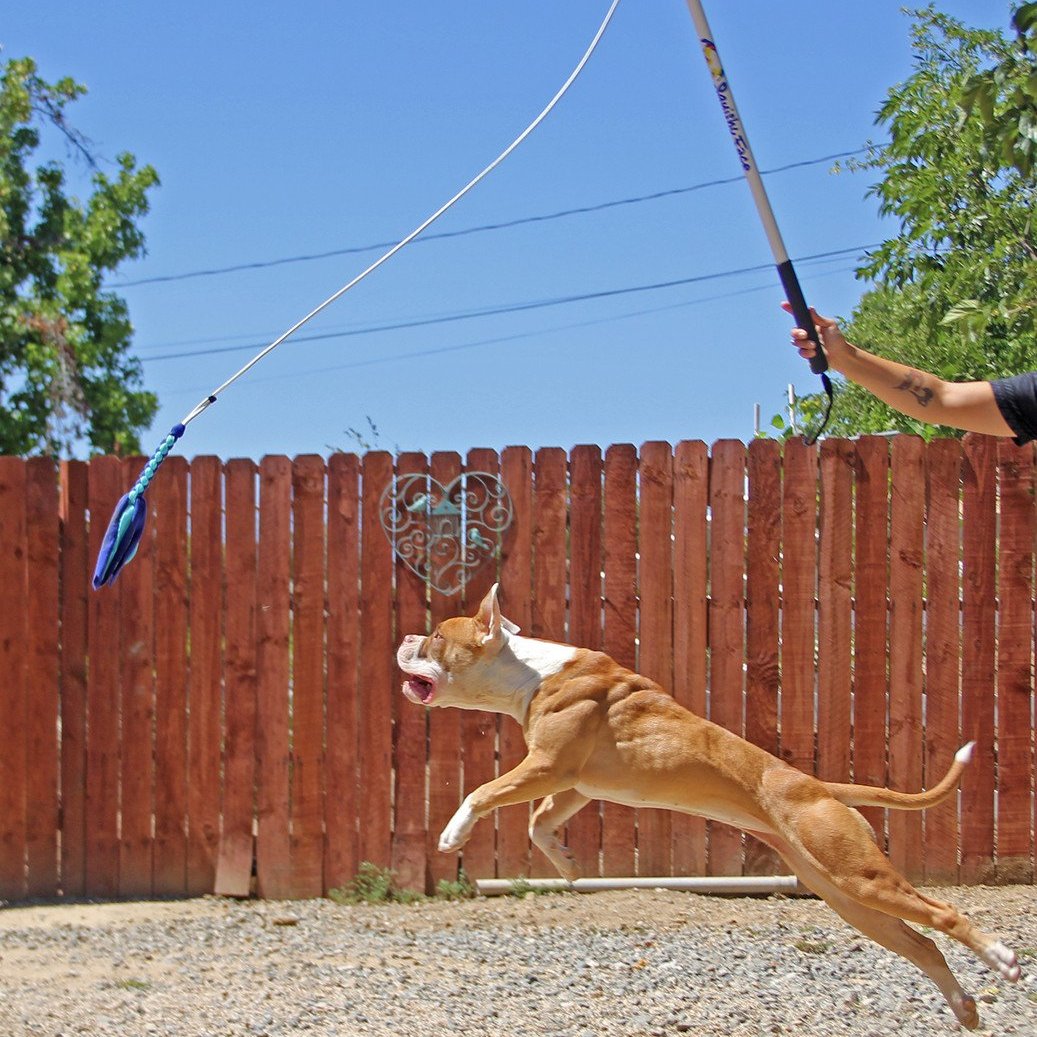 Le Flirt Pole, exercice pour muscler son chien efficacement