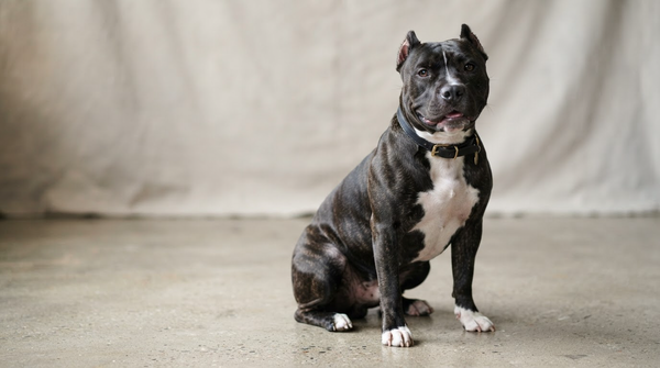 American Bully Standard en studio