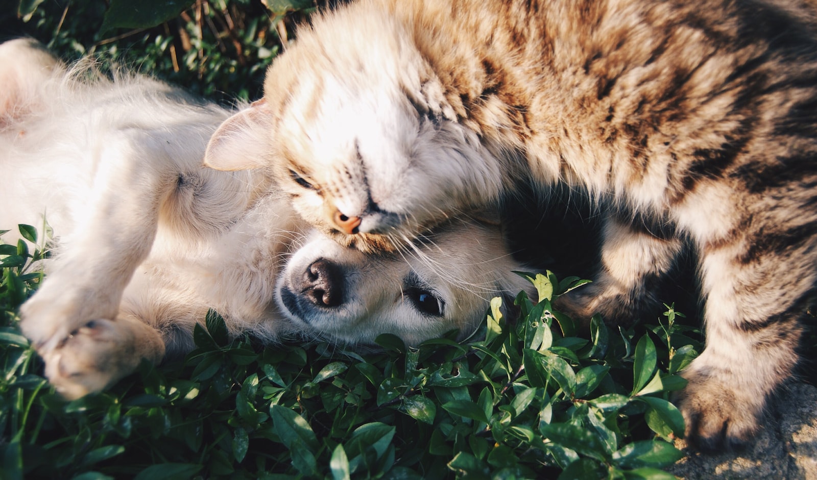 Chien anxieux attendant son maître