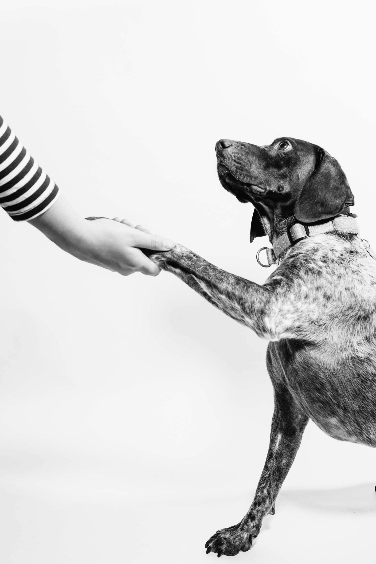 Chien apprenant un signal de la main
