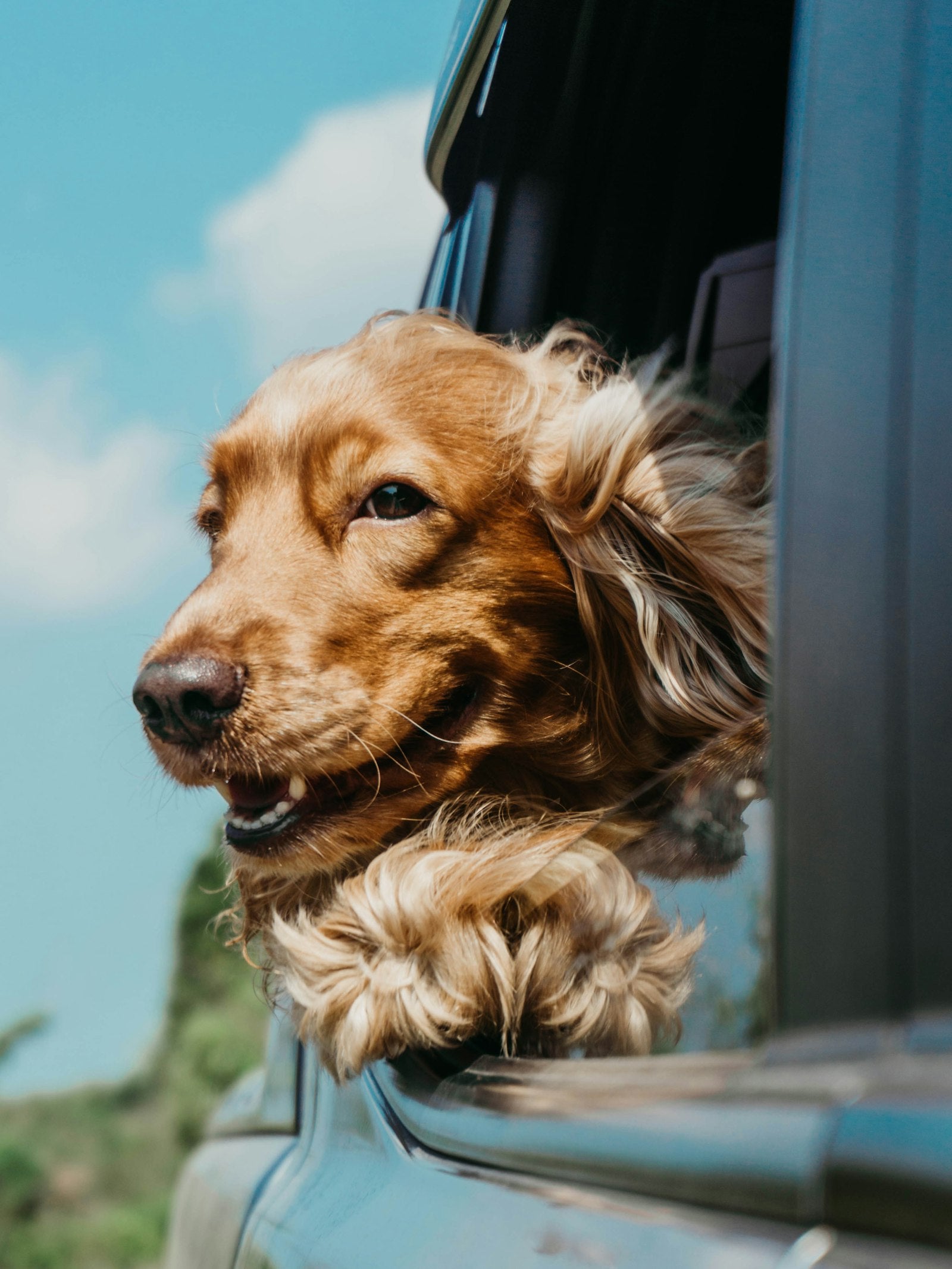Vermifuge naturel pour chien