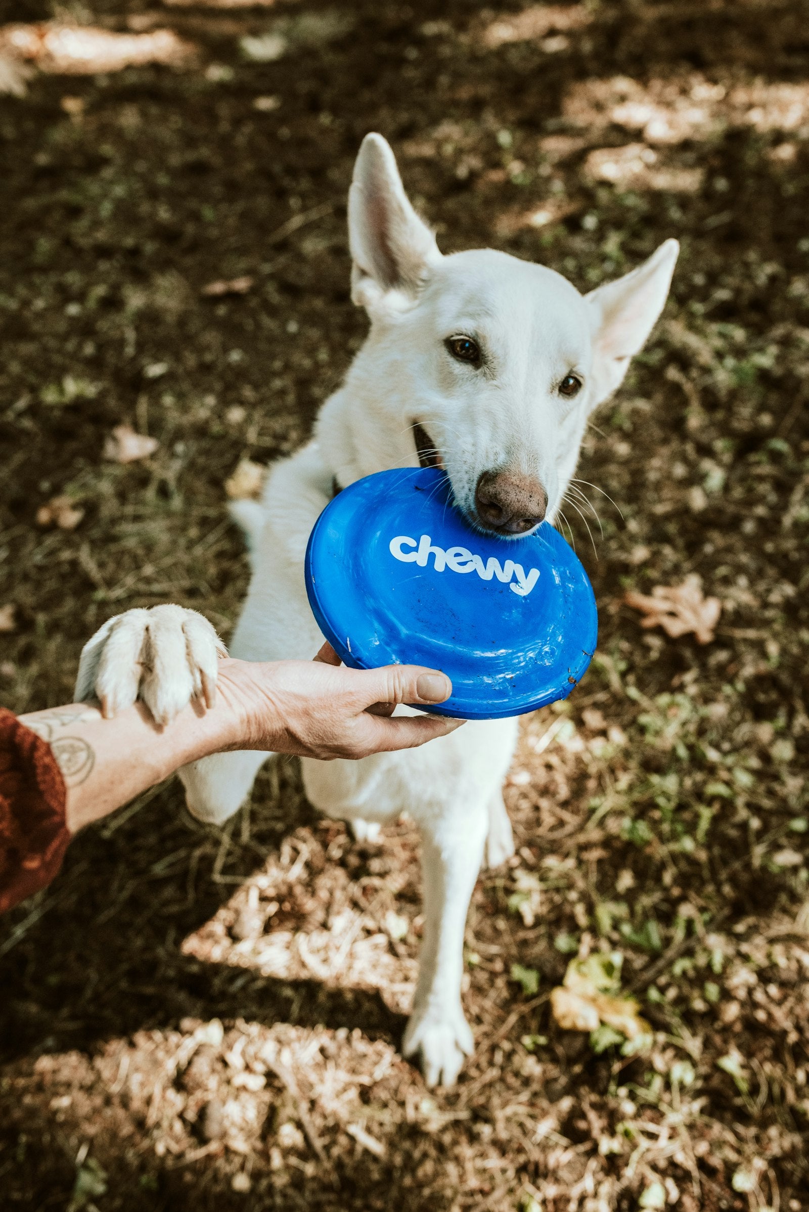 Gamelle de croquettes pour grand chien
