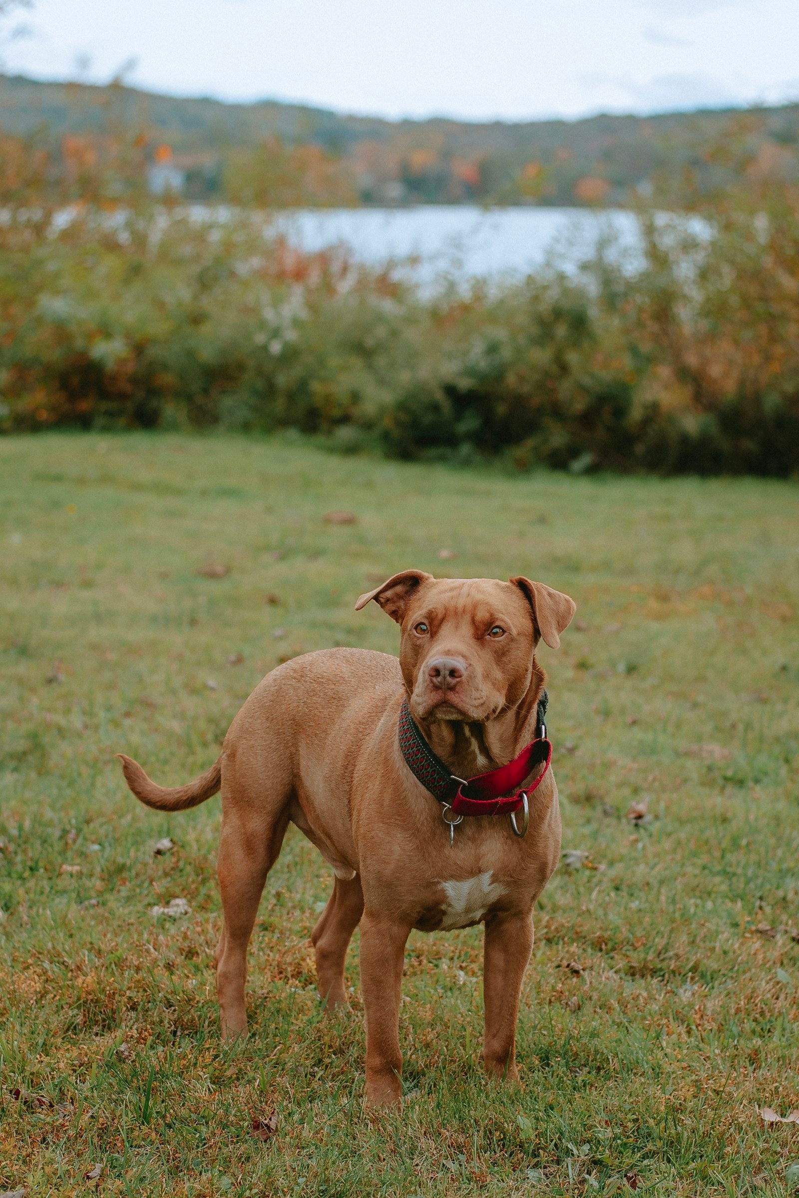 American Bully Standard musclé