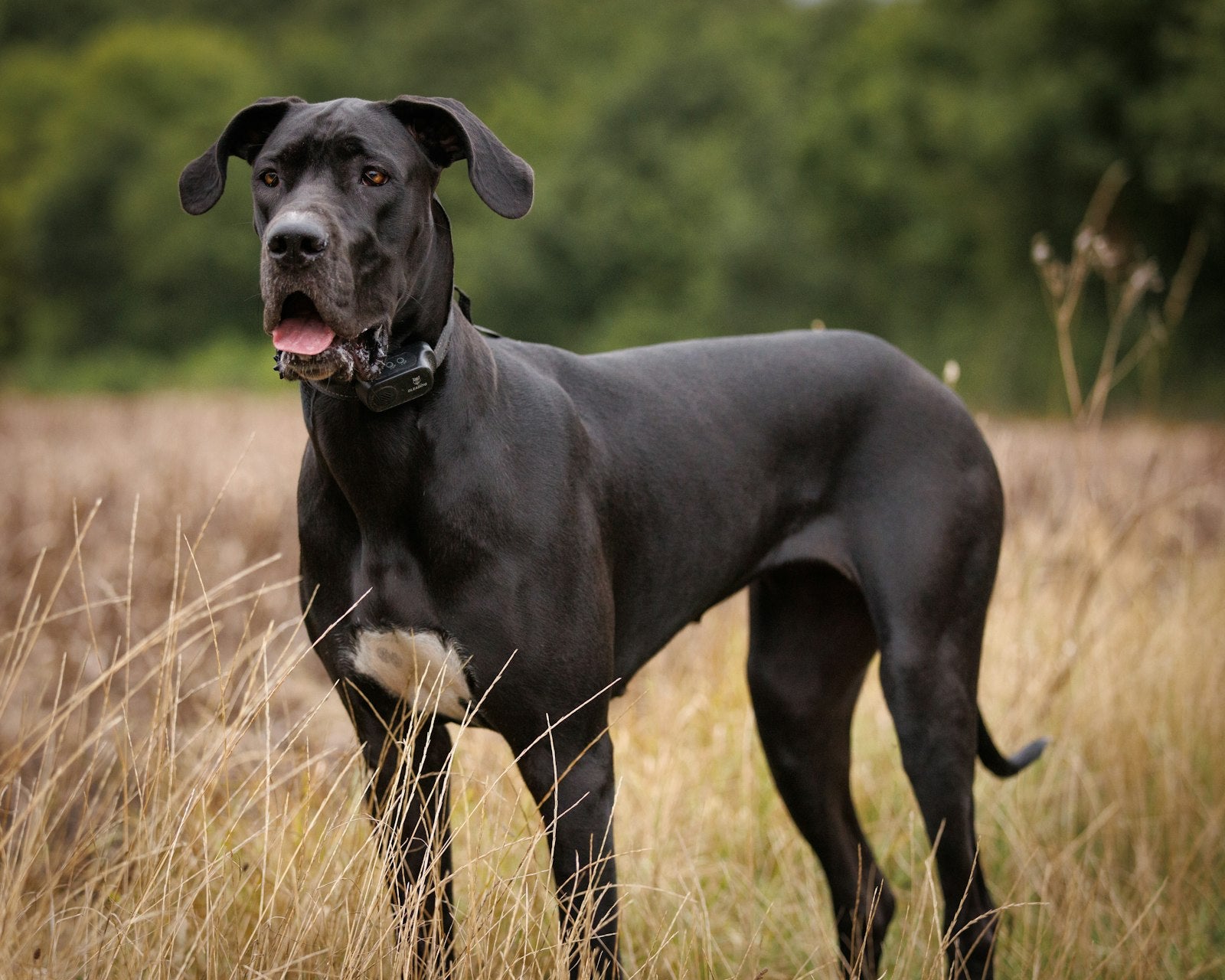 Grand Danois géant, le plus gros chien du monde