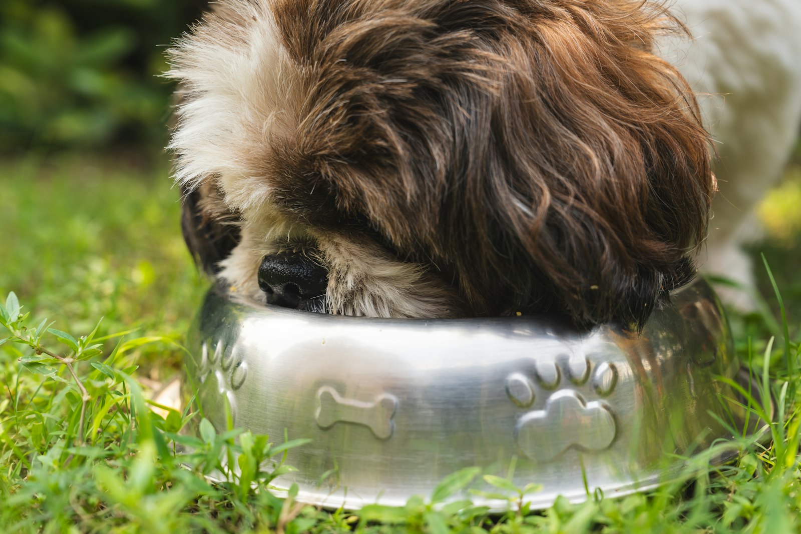 Chien mangeant dans sa gamelle