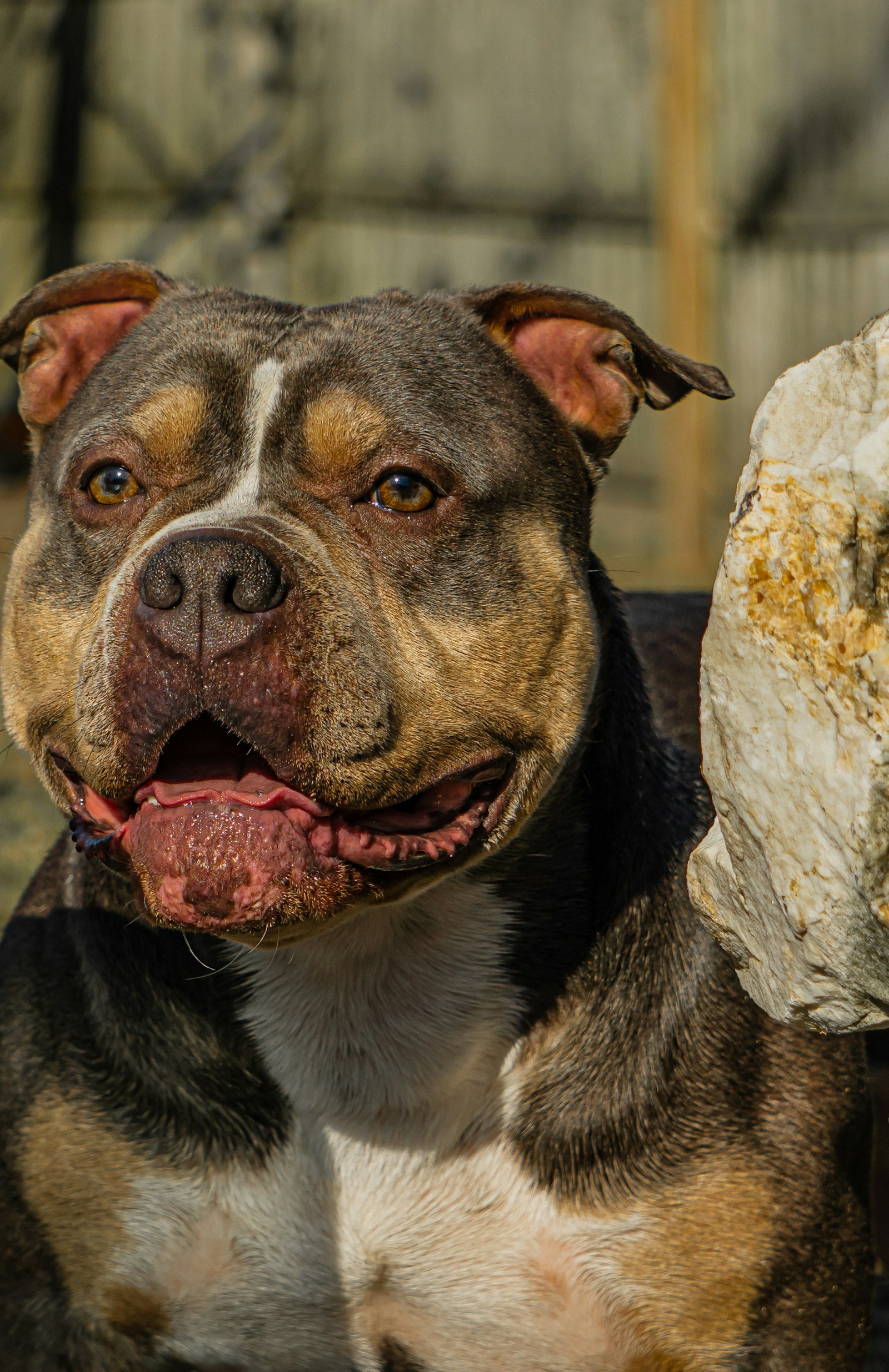 Chiot American Bully de qualité