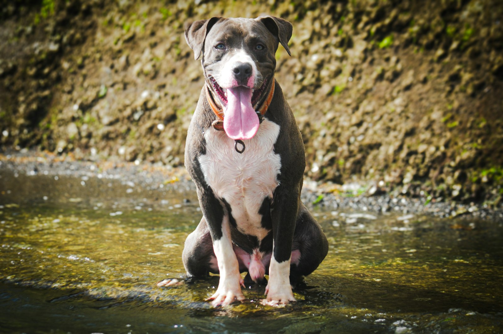 American Bully Pocket compact