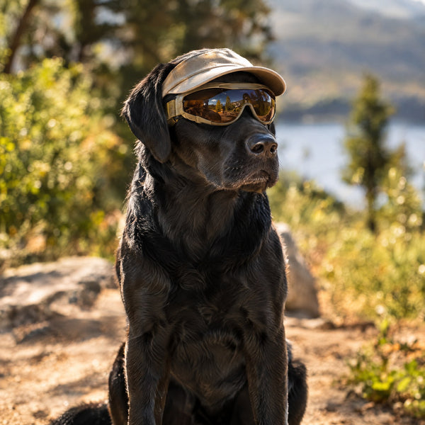 Labrador portant une casquette et des lunettes de protection au soleil – Gros Chien