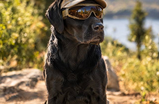 Protéger son chien du soleil et du vent : casquette, lunettes de soleil, casque moto