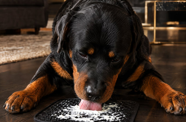 Tapis de léchage chien : utilisation, recettes, congelé, anti-stress