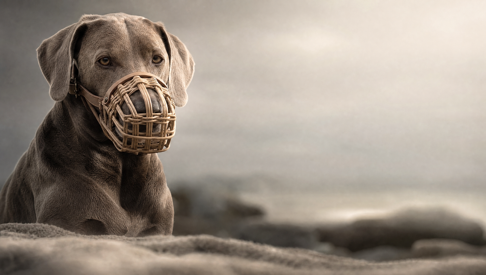 MUSELIÈRE POUR GROS CHIEN