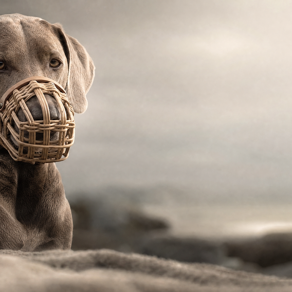 MUSELIÈRE POUR GROS CHIEN