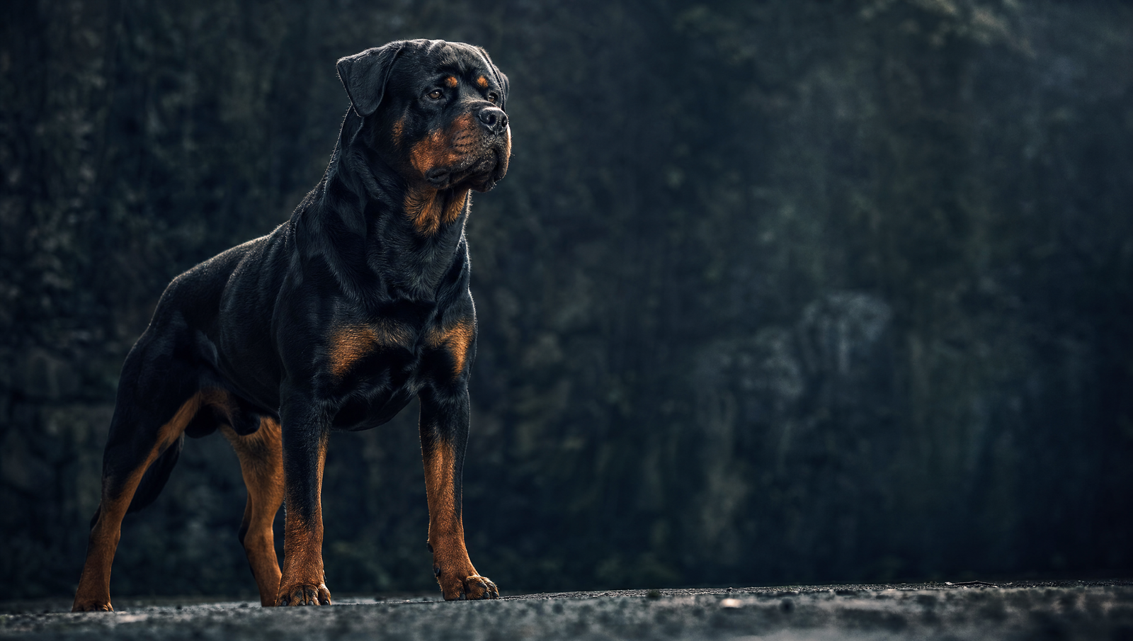 Accessoires pour Rottweiler