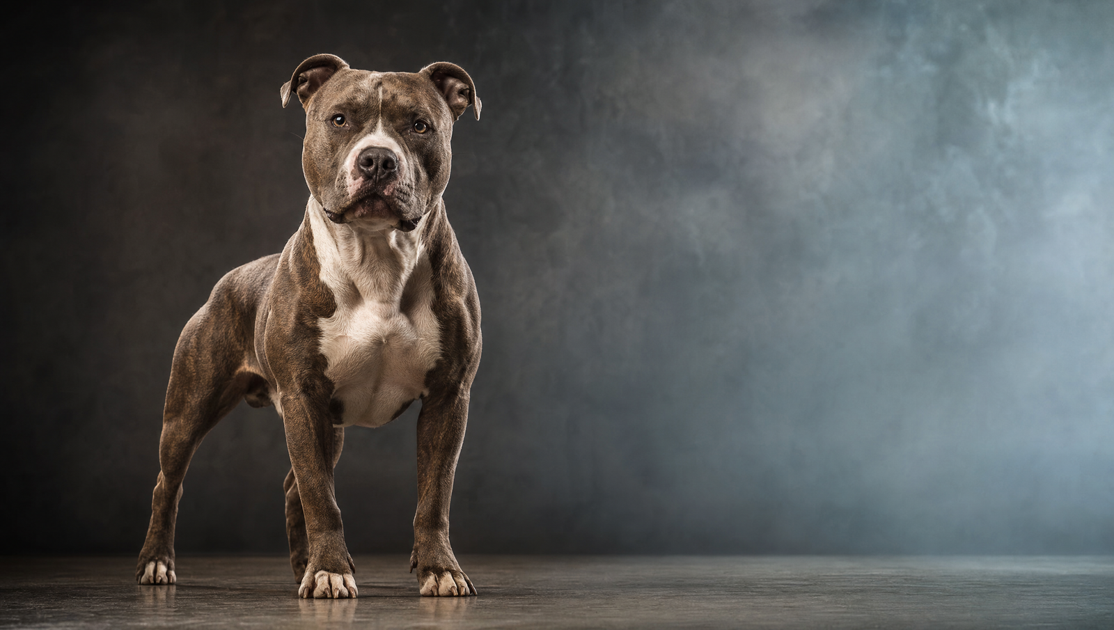 Accessoires pour Amstaff (American Staffordshire)