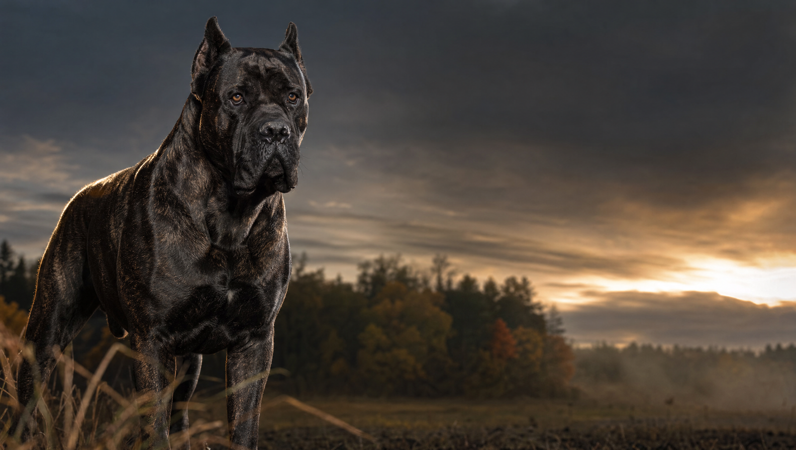 Accessoires pour Cane Corso