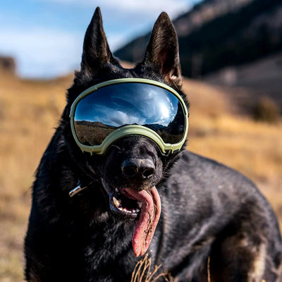 Lunette chien militaire