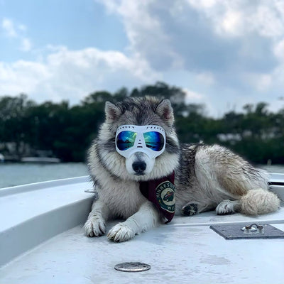 Lunette pour chien moto