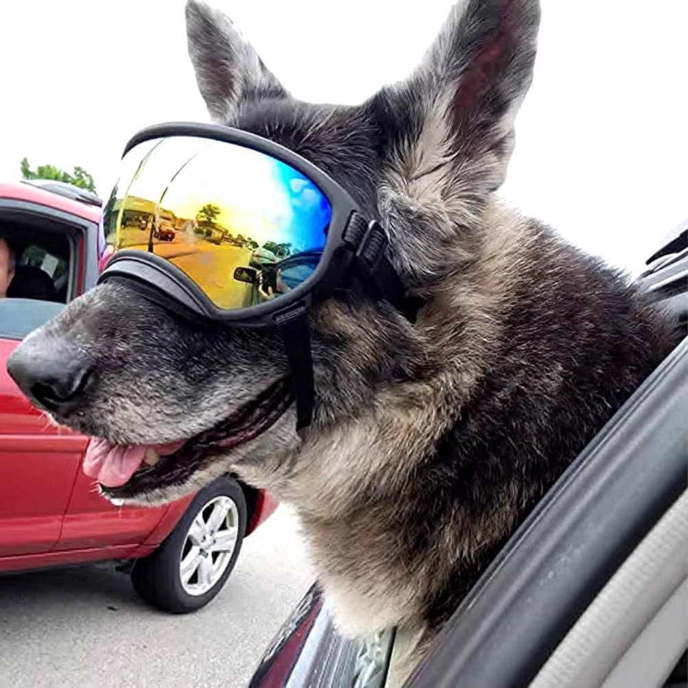 Lunette de ski pour chien