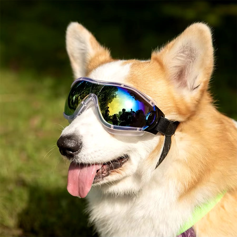 Lunette de soleil pour chien - Gros-Chien.com