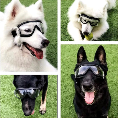 Lunette chien scooter