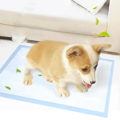 https://cdn.shopify.com/s/files/1/0763/9767/4819/files/Alese_proprete_pour_chien_exemple_chiot.png?v=1720455915