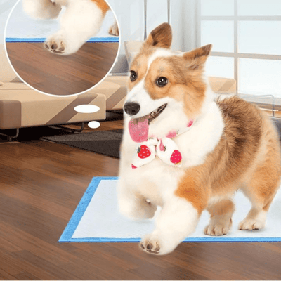 https://cdn.shopify.com/s/files/1/0763/9767/4819/files/Aleses_jetables_pour_chiens_corgi.png?v=1729265357