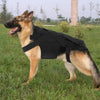 Attelle orthese dorsale chien