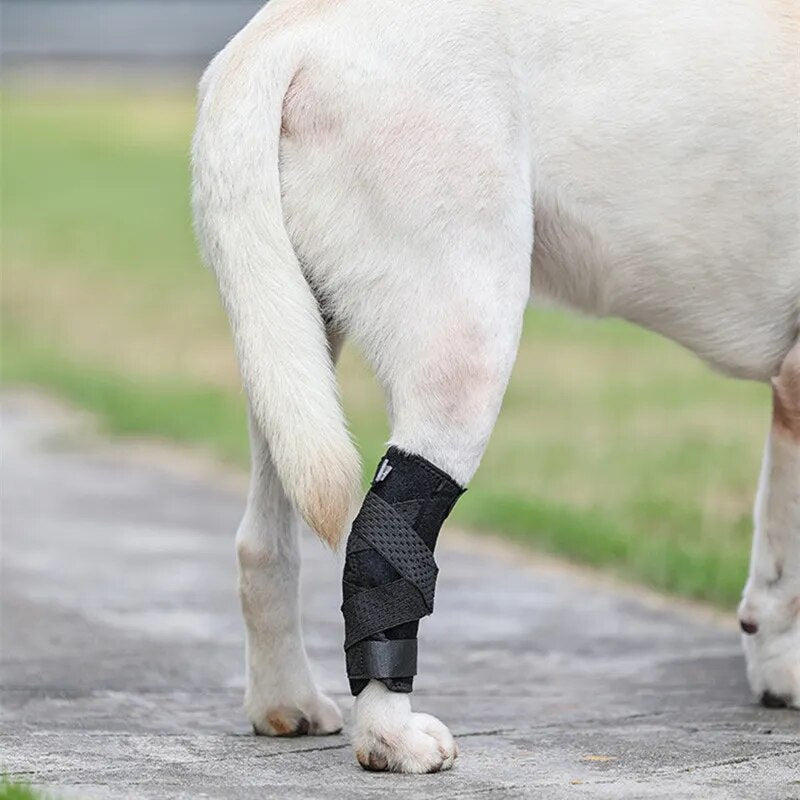 Attelles pour chiens patte arrière et patte avant
