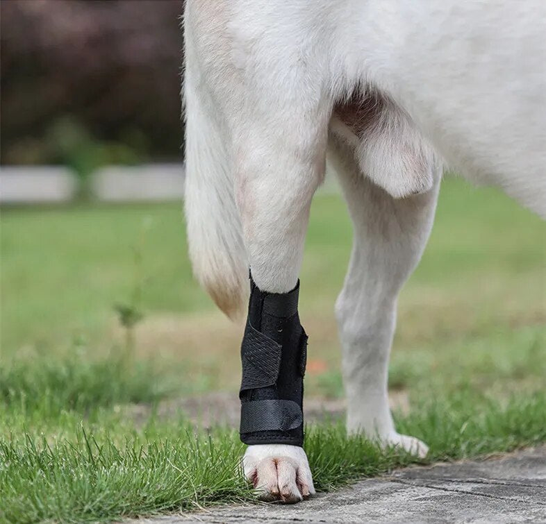 Attelle pour chien arthrose - Gros-Chien.com