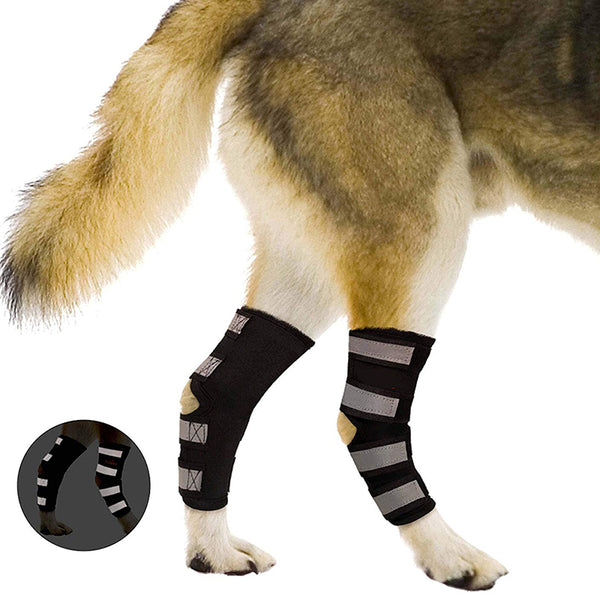 Attelle pour chien patte arrière
