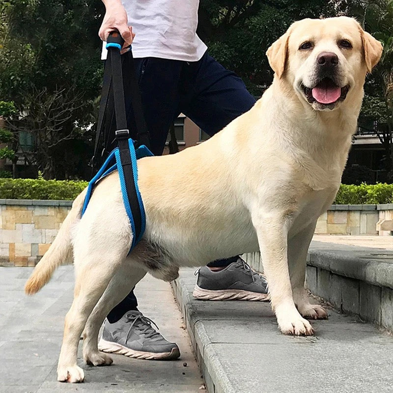 Harnais support train arrière chien