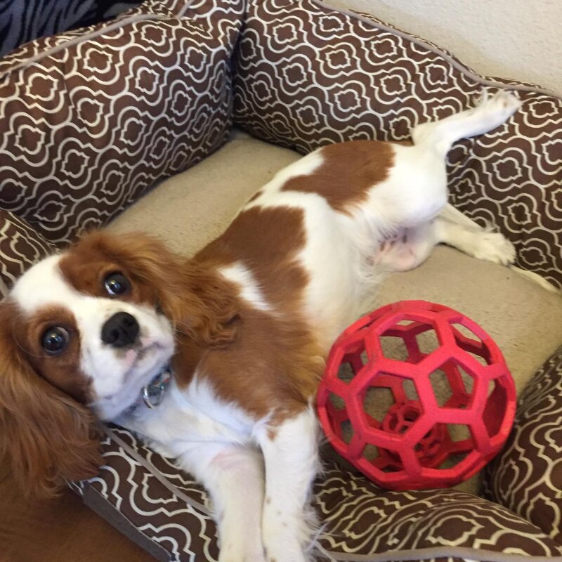 https://cdn.shopify.com/s/files/1/0763/9767/4819/files/Balle_a_friandise_pour_chien_balle_rouge_avec_le_chien_dans_son_panier.jpg?v=1748608333