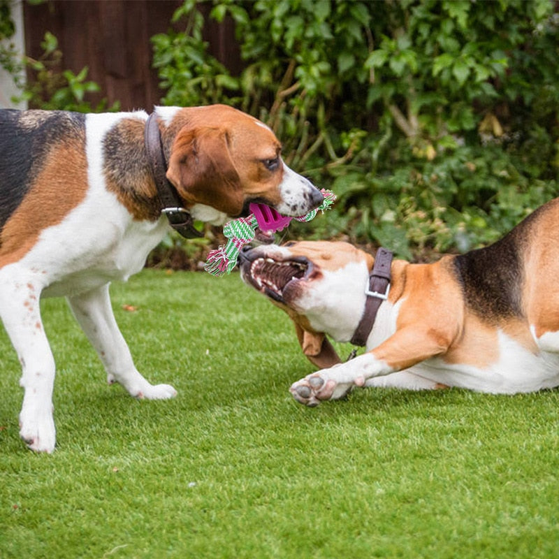 https://cdn.shopify.com/s/files/1/0763/9767/4819/files/Balle_avec_corde_pour_chien_jeu_avec_deux_chiens.jpg?v=1748614037