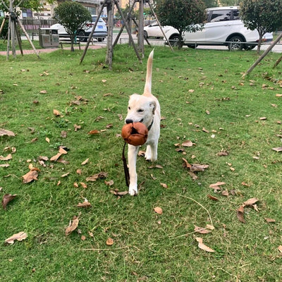 Ballon en cuir pour chien