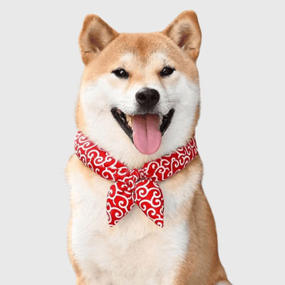 https://cdn.shopify.com/s/files/1/0763/9767/4819/files/Bandana_pour_chien_Noeud_shiba.png?v=1698155799