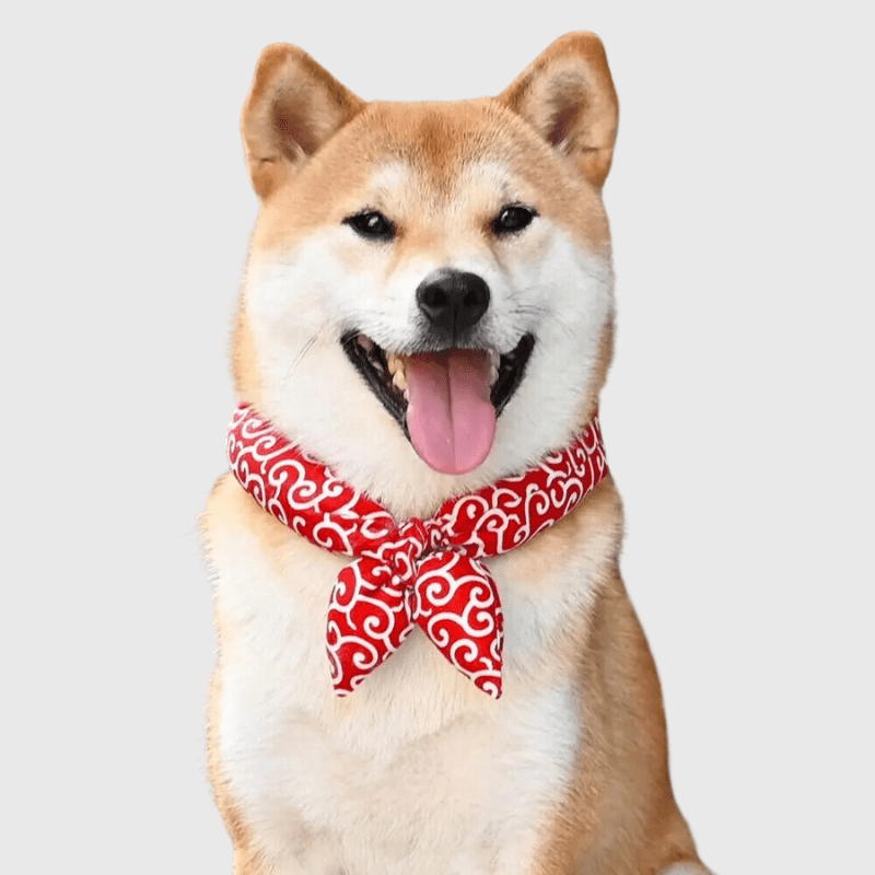 https://cdn.shopify.com/s/files/1/0763/9767/4819/files/Bandana_pour_chien_Noeud_rouge.png?v=1698155799