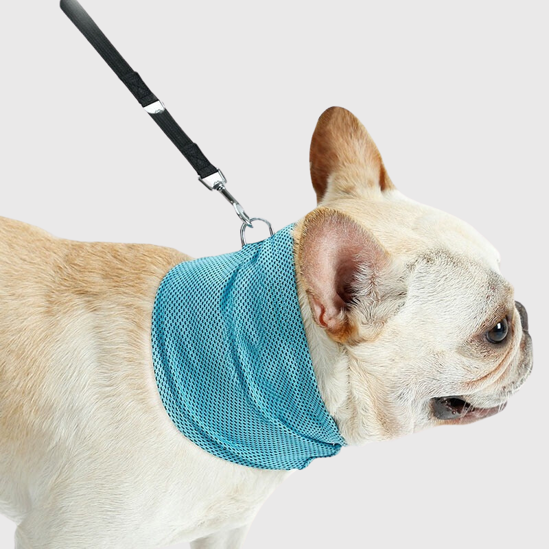 https://cdn.shopify.com/s/files/1/0763/9767/4819/files/Bandana_rafraichissant_pour_chien_chien_bleu.png?v=1692194860