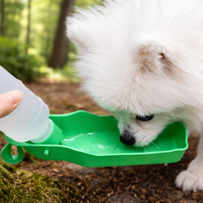 https://cdn.shopify.com/s/files/1/0763/9767/4819/files/Biberon_distributeur_d_eau_pour_chien.png?v=1766076249