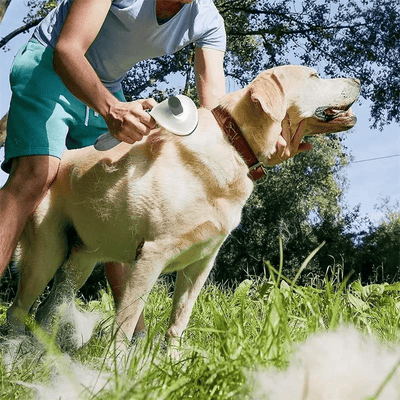 https://cdn.shopify.com/s/files/1/0763/9767/4819/files/Brosse_push_ronde_pour_chien_labrador.png?v=1700068693