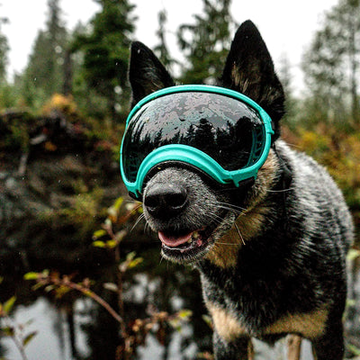 Lunette chien militaire