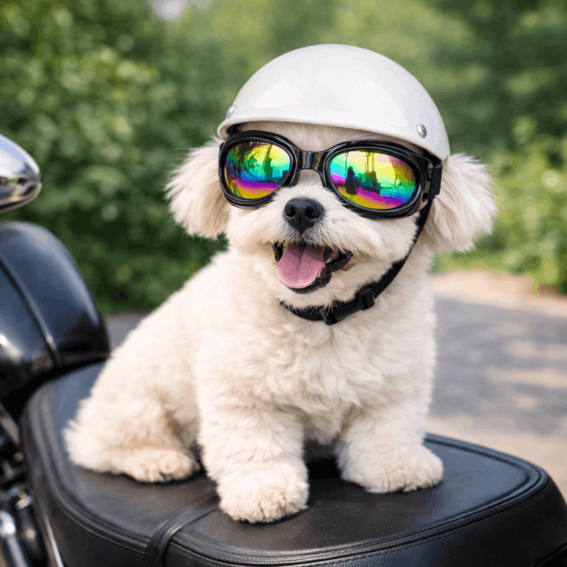 https://cdn.shopify.com/s/files/1/0763/9767/4819/files/Casque-de-moto-multicouleur-pour-chien-rose.png?v=1770645877