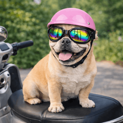 https://cdn.shopify.com/s/files/1/0763/9767/4819/files/Casque-de-moto-multicouleur-pour-chien-rose.png?v=1770645877