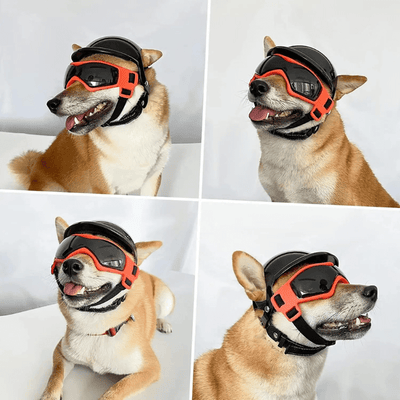 https://cdn.shopify.com/s/files/1/0763/9767/4819/files/Casque_de_moto_Noir_pour_chien_shiba.png?v=1744822207