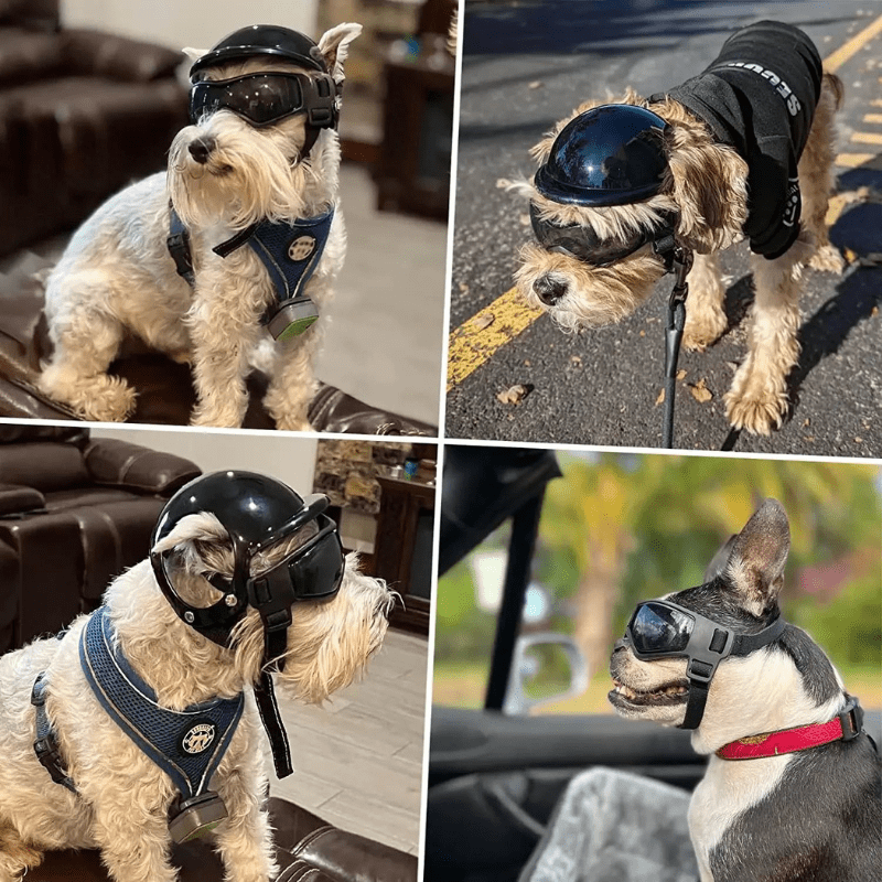 https://cdn.shopify.com/s/files/1/0763/9767/4819/files/Casque_de_moto_chien_avec_des_lunettes_Colores_exemple_sur_chiots.png?v=1757086384
