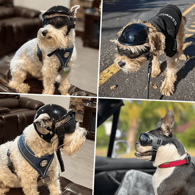 https://cdn.shopify.com/s/files/1/0763/9767/4819/files/Casque_de_moto_chien_avec_des_lunettes_Colores_exemple_sur_chiots.png?v=1757086384