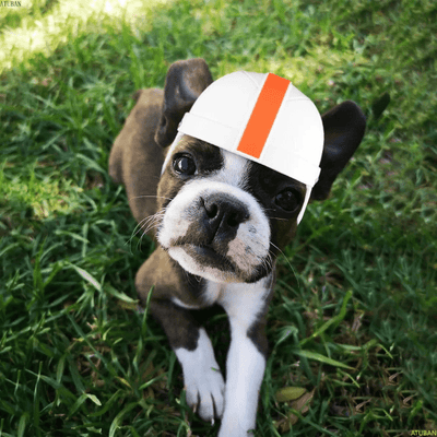 https://cdn.shopify.com/s/files/1/0763/9767/4819/files/Casque_de_moto_pour_petit_chien_boxer.png?v=1756917689