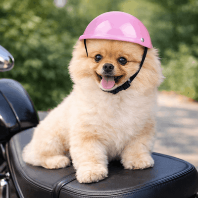 https://cdn.shopify.com/s/files/1/0763/9767/4819/files/Casque_de_moto_rose_pour_chien.png?v=1770642901