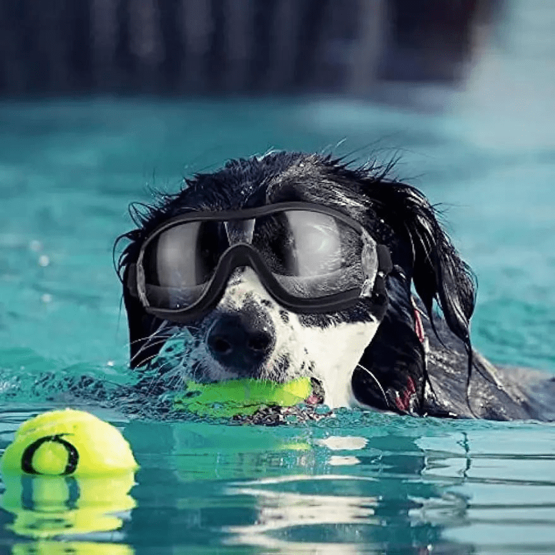 https://cdn.shopify.com/s/files/1/0763/9767/4819/files/Casque_et_lunette_de_moto_Noir_pour_chien_piscine.png?v=1757084658