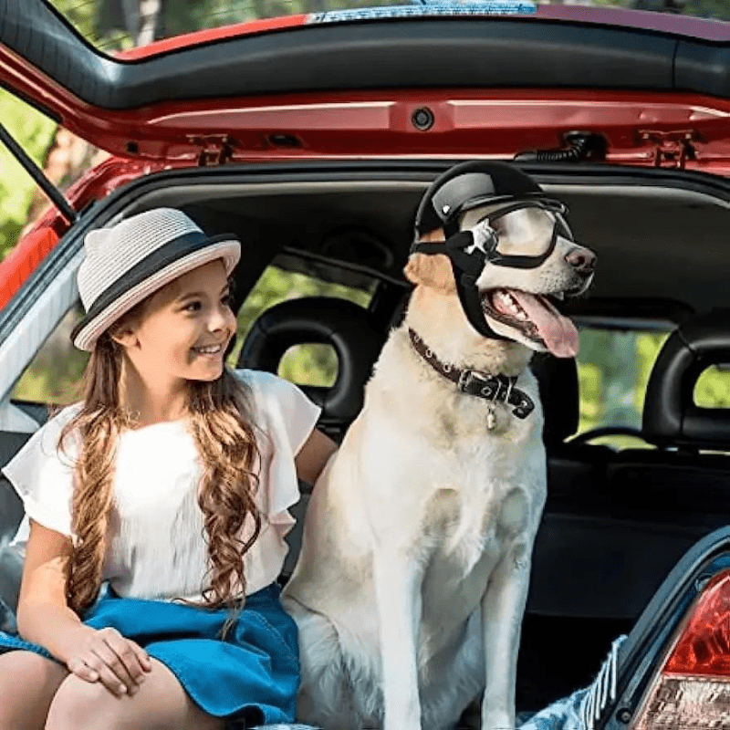https://cdn.shopify.com/s/files/1/0763/9767/4819/files/Casque_et_lunette_de_moto_Noir_pour_chien_voiture.png?v=1757084658