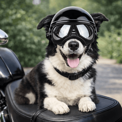 https://cdn.shopify.com/s/files/1/0763/9767/4819/files/Casque_et_lunette_moto_pour_chien_berger.png?v=1770648297